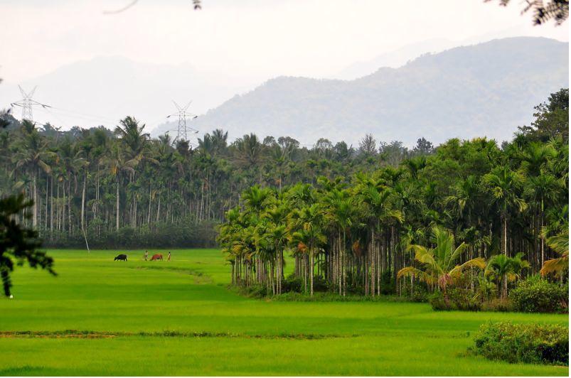 Wayanad Gate Resort Манантавади Экстерьер фото
